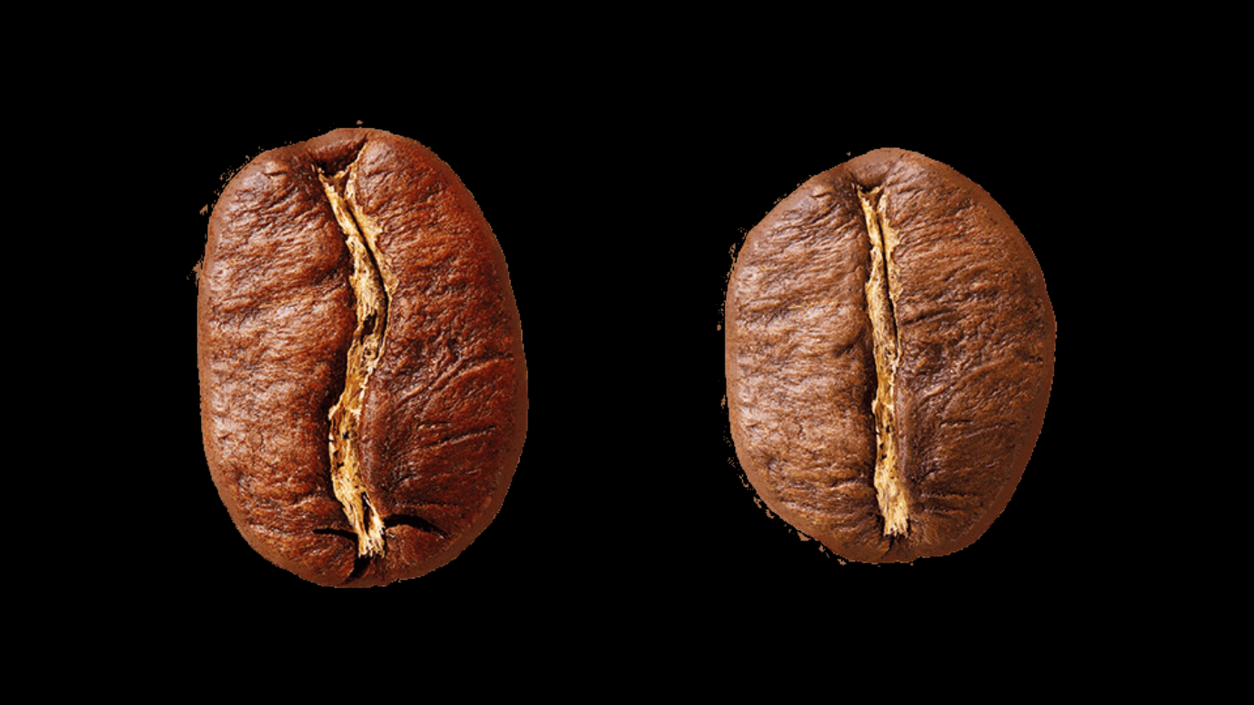 Arabica vs Robusta and Key Coffee Varietals